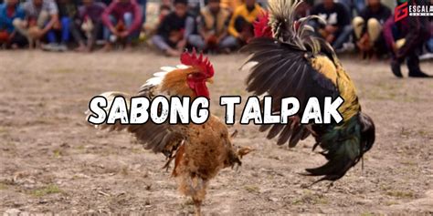 sabong talpak
